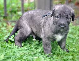 4 week old irish wolfhound irish wolfhound puppies