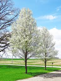 Cleveland flowering pear trees are ideal for the lining streets, parking lots, driveway and yards. Print Article