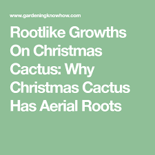 Water the cutting sparingly at first to prevent rotting. Rootlike Growths On Christmas Cactus Why Christmas Cactus Has Aerial Roots Christmas Cactus Succulents In Containers Cactus