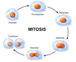 Difference between animal cell and plant cell in mitosis. Plant Mitosis Vs Animal Mitosis Biology Wise