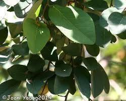 Image result for Pseudolachnostylis maprouneifolia