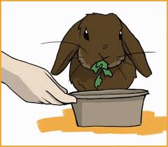 Jersey wooly rabbits rarely grow larger than 3.5 lbs. 15 Ways To Bond With Your Pet Rabbit