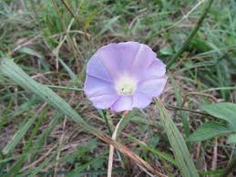 Image result for Ipomoea oenotherae