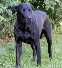 Labradane Great Dane Lab Mix Info Puppies And Pictures