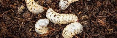 Using eco oil or neem oil will have the same effect. Chafer Grubs Treatment And Control Lovethegarden