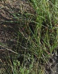 Image result for Alloteropsis cimicina