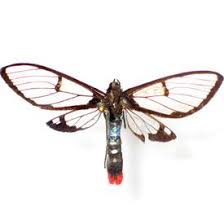 All Black Bug That Looks Like A Wasp Wasp Mimic This Is Actually A Small Butterfly That Looks Like A Wasp It Has Transparent Wings Bug Collection Bugs Beautiful Bugs