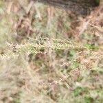 Image result for Arundinella nepalensis