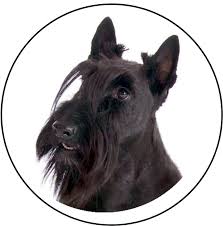 Image result for skotský teriér