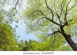 Image result for Terminalia boivinii