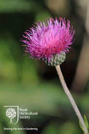 Royal Horticultural Society Rhs Flower Cirsium Heterophyllum Flowers Plants Rhs