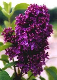 The sweet springtime scent of french hybrid lilacs is unforgettable! Monge Lilac Tree Bush Seeds Comes With 10 Seeds Hand Crafted Packs Include The Seeds Bulbseedseller 2 95 Looks Lilac Bushes Lilac Tree Beautiful Flowers