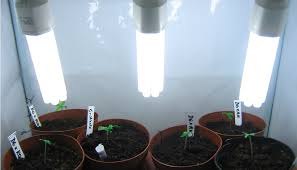Maybe you would like to learn more about one of these? Can You Grow Cannabis With Fluorescent Lights Growdiaries