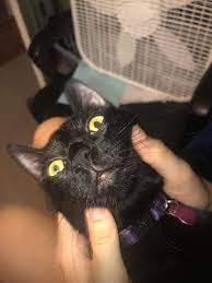 My Kittys Lower Lip Is Swollen Lower Lip Animals Cats