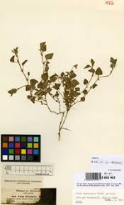 Image result for Viola abyssinica