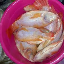 Ikan nila merah di datangkan dari philipina dan dikembangkanbiakkan oleh para petani indonesia ini. Pedoman Lengkap Cara Budidaya Ikan Nila Merah Menguntungkan