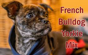 Look at pictures of french bulldog puppies who need a home. French Bulldog Yorkie Mix Everything You Need To Know Siri Pet