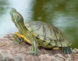 what food do red eared slider turtles enjoy eating aside