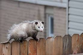 No, possums do not eat cats. How To Get Rid Of Opossums Wildliferemoval Com
