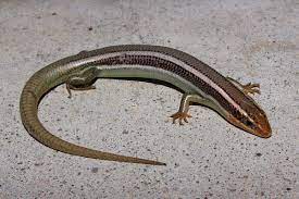 Check spelling or type a new query. Western Skink Wikipedia