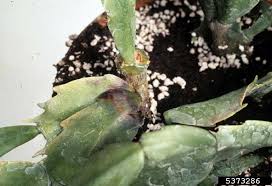 These plants appreciate humidity, so they grow best in moist areas. Phytophthora Root And Crown Rots Phytophthora Spp On False Christmas Cactus Schlumbergera Truncata 5373286