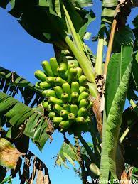 Lelaki yang membawa sebatang pokok pisang menggunakan toyota vios di taman mutiara rini, skudai, petang 28 november. Hamparan Seni Cara Menanam Pisang