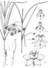 Image result for Asclepias buchwaldii