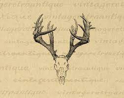 Printable Digital Deer Skull Graphic Antlers Illustration Download Image Vintage Antlers Clip Art For Transfers Etc 300dpi No 1248 Antler Illustration Clip Art Vintage Deer Skulls