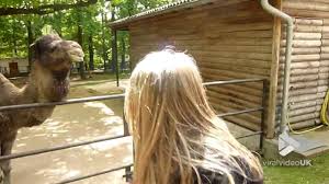 'the animal lifted him by the neck and threw him on to the ground, chewed the body and severed the head.' Camel Bites Girls Head Viral Video Uk Youtube