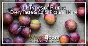 Image result for what is a freestone plum