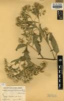 Image result for Vernonia thomsoniana