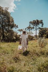 As mentioned bees only become aggressive and dangerous when people disturb them. Bee Removal Perth Bee Relocation Experts Wild Honey Wa