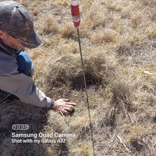 Image result for Diheteropogon filifolius