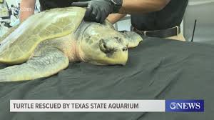 Endangered sea turtle rescued by Texas State Aquarium