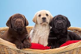 3 Lab Puppies All 3 Colors In A Basket Lab Puppies Dog Fur Fur Kids