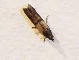 Every pest infestation leaves behind some sign of the pest's presence. Pantry Pests South Shore Ipm