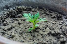 Clay soils are heavy and do not drain well. 282 Young Seedling Marigold Plant Photos Free Royalty Free Stock Photos From Dreamstime