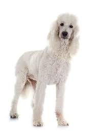 How our dogs respond to our stress. The Truth About Tear Stains And How To Get Rid Of Them Playbarkrun
