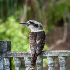 Kookaburra Bald Eagle Birds Of Australia Animals