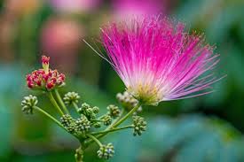 Image result for Albizia