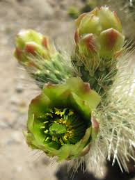 The teddy bear cholla seem to be the predominant cholla in this garden. Cholla Catcus Flower Blooming Joshua Tree National Park Ca Photo By Sarah E Childress Plantes Grasses Cactus Succulentes