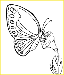 Sketsa kupu kupu berwarna is a totally free png image with transparent background and its resolution is 1280x1191. 2021 Gambar Sketsa Kupu Kupu Indah Cantik Mudah Dibuat Sindunesia