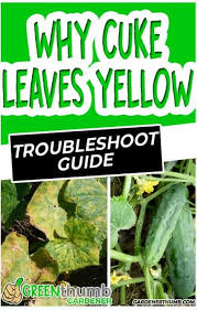 Marijuana plants may get yellowing leaves for several different reasons, so it can be hard to figure out the true root of the problem! Why Are My Cucumber Leaves Turning Yellow Green Thumb Gardener