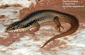 Image result for Steganotaenia hockii