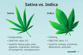 Image result for Cannabis sativa