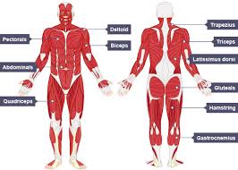 Gluteus maximus, deltoid, sartorius, semitendinosus, quadriceps, adductor, serratus, oblique, biceps, triceps, pectoralis major. The Muscular System Efmurgi