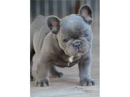 Lady gaga's two french bulldogs, which were stolen by thieves who shot and wounded the dogwalker, were recovered unharmed friday, los angeles police said. Superb Blue French Bulldog Puppy Animals Houston Texas Announcement 75394