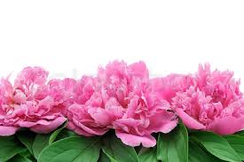 We did not find results for: Peony Over White Background Stock Image Colourbox
