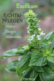 Basilikum Pflegen Giessen Dungen Schneiden Plantura Krauter Anpflanzen Basilikum Pflanzen Essbare Pflanzen