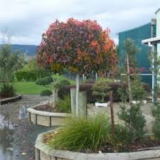 Liquidambar Nain Recherche Google En 2020 Arbre
